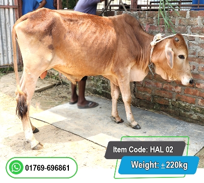 Picture of Local Bull (দেশি ষাঁড়) 220KG 