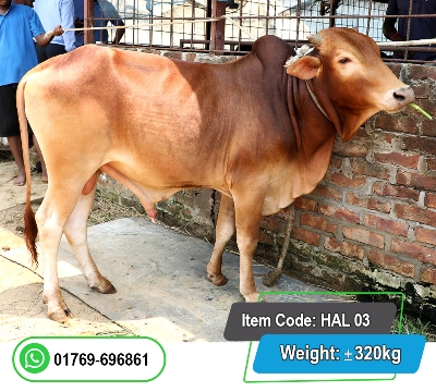 Picture of Local Bull (দেশি ষাঁড়) 320KG