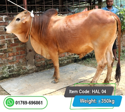 Picture of Local Bull (দেশি ষাঁড়) 350KG