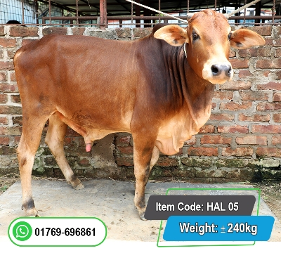 Picture of Local Bull (দেশি ষাঁড়) 240KG