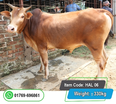 Picture of Local Bull (দেশি ষাঁড়) 330KG 