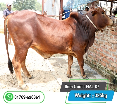 Picture of Local Bull (দেশি ষাঁড়) 325KG