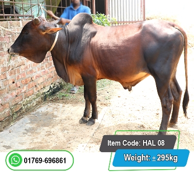 Picture of Local Bull (দেশি ষাঁড়) 295KG