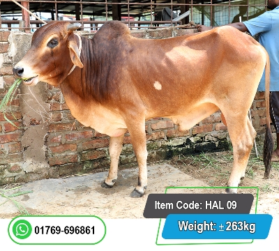Picture of Local Bull (দেশি ষাঁড়) 263KG