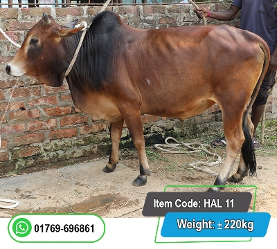 Picture of Local Bull (দেশি ষাঁড়) 220KG