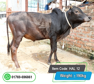 Picture of Local Bull (দেশি ষাঁড়) 190KG