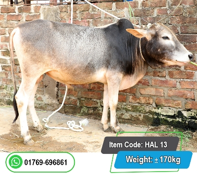 Picture of Local Bull (দেশি ষাঁড়) 168KG