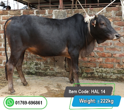 Picture of Local Bull (দেশি ষাঁড়) 222KG