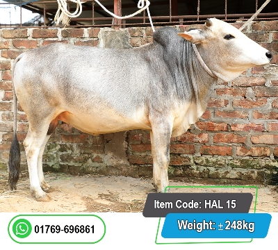 Picture of Local Bull (দেশি ষাঁড়) 248KG
