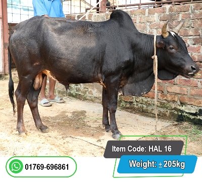 Picture of Local Bull (দেশি ষাঁড়) 205KG