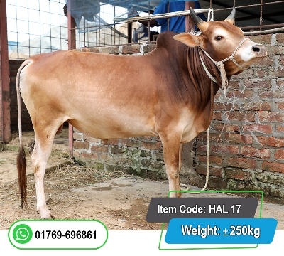 Picture of Local Bull (দেশি ষাঁড়) 250KG