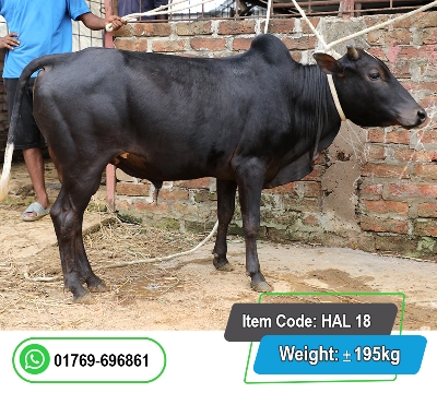 Picture of Local Bull (দেশি ষাঁড়) 195KG