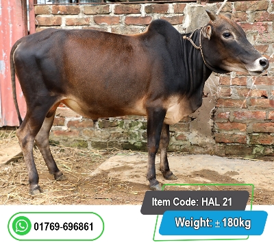 Picture of Local Bull (দেশি ষাঁড়) 180KG