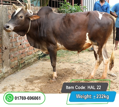 Picture of Local Bull (দেশি ষাঁড়) 232KG