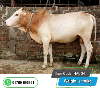 Picture of Local Bull (দেশি ষাঁড়) 190KG