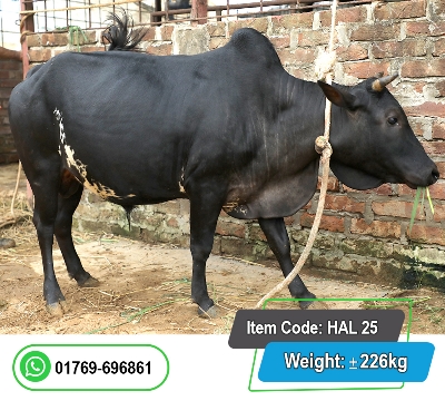Picture of Local Bull (দেশি ষাঁড়) 226KG