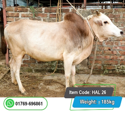 Picture of Local Bull (দেশি ষাঁড়) 185KG