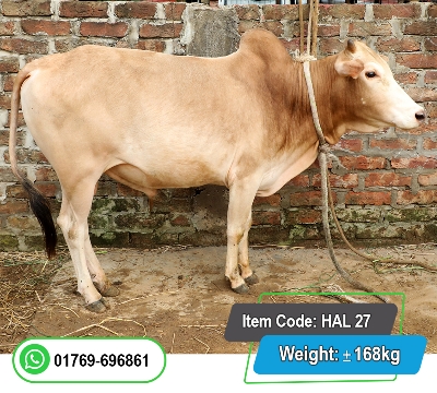 Picture of Local Bull (দেশি ষাঁড়) 170KG