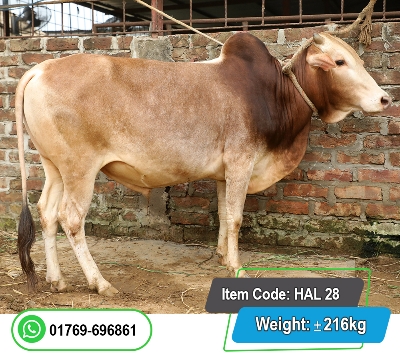 Picture of Local Bull (দেশি ষাঁড়) 216KG