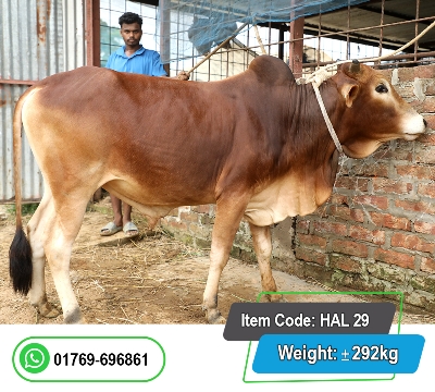 Picture of Local Bull (দেশি ষাঁড়) 304KG