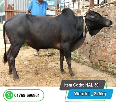 Picture of Local Bull (দেশি ষাঁড়) 225KG