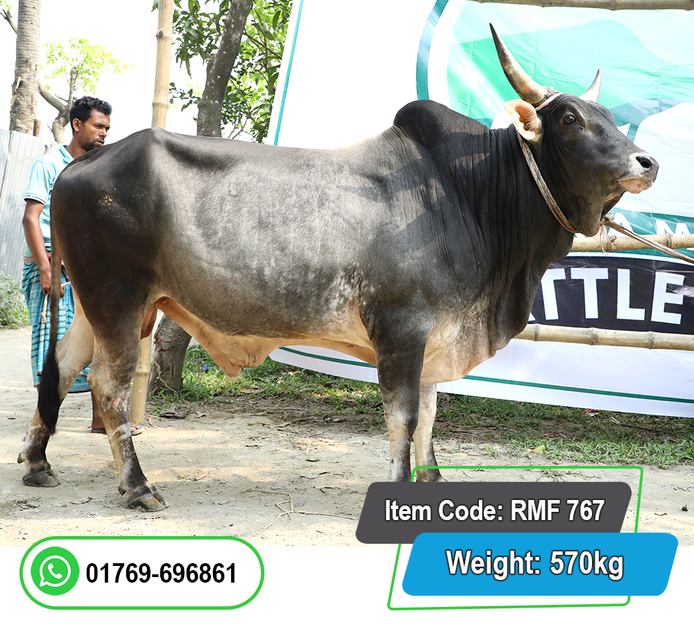 Picture of Local Bull (দেশি ষাঁড়) 570KG