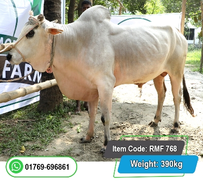 Picture of Local Bull (দেশি ষাঁড়) 390KG
