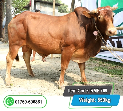 Picture of Local Bull (দেশি ষাঁড়) 550KG