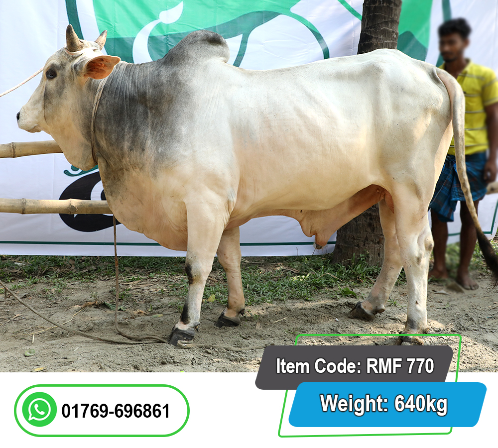 Picture of Local Bull (দেশি ষাঁড়) 640KG