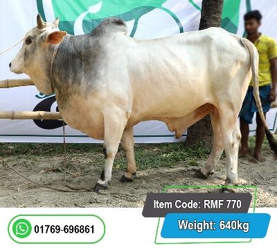 Picture of Local Bull (দেশি ষাঁড়) 640KG
