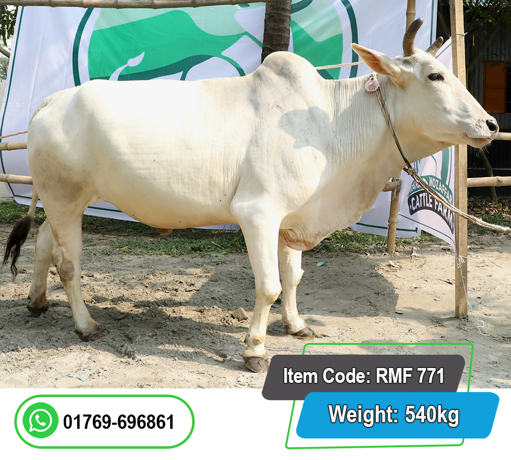 Picture of Indian Bull (ভারতীয় ষাঁড়) 540KG