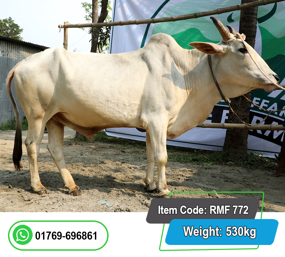 Picture of Indian Bull (ভারতীয় ষাঁড়) 530KG