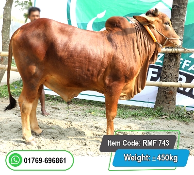 Picture of Local Bull (দেশি ষাঁড়) 450KG