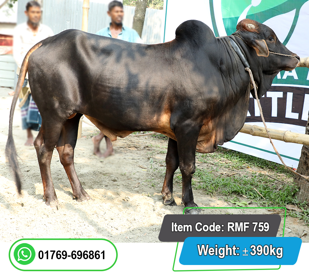 Picture of Local Bull (দেশি ষাঁড়) 390KG