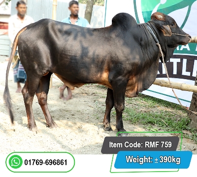 Picture of Local Bull (দেশি ষাঁড়) 390KG