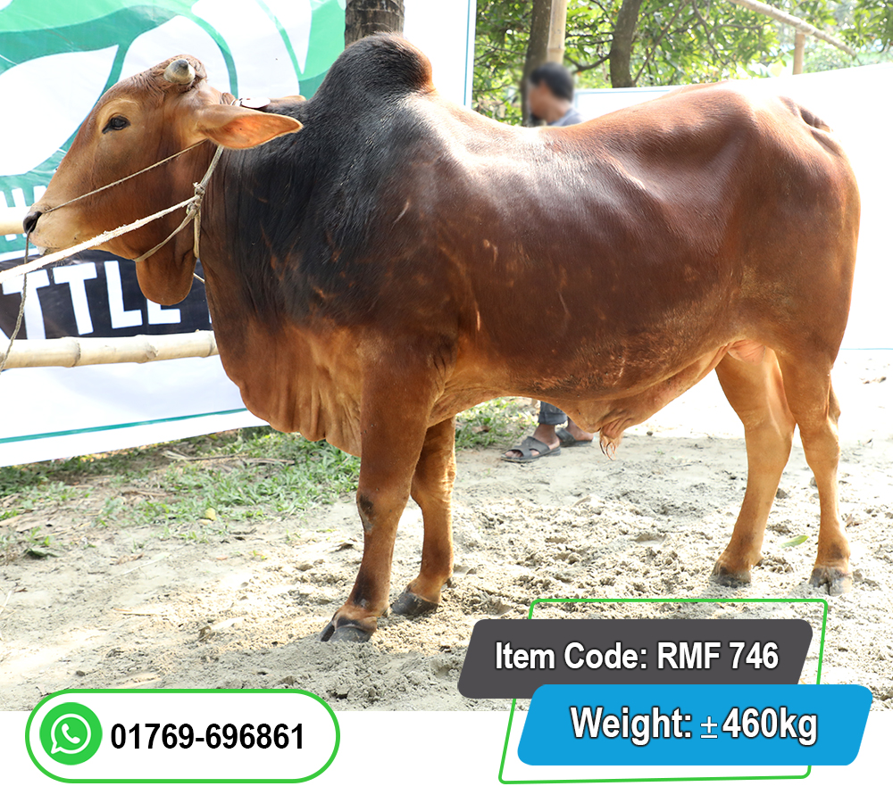 Picture of Local Bull (দেশি ষাঁড়) 460KG