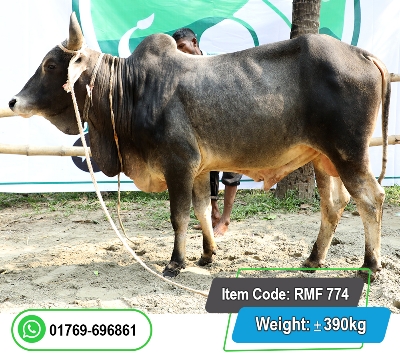 Picture of Local Bull (দেশি ষাঁড়) 390KG