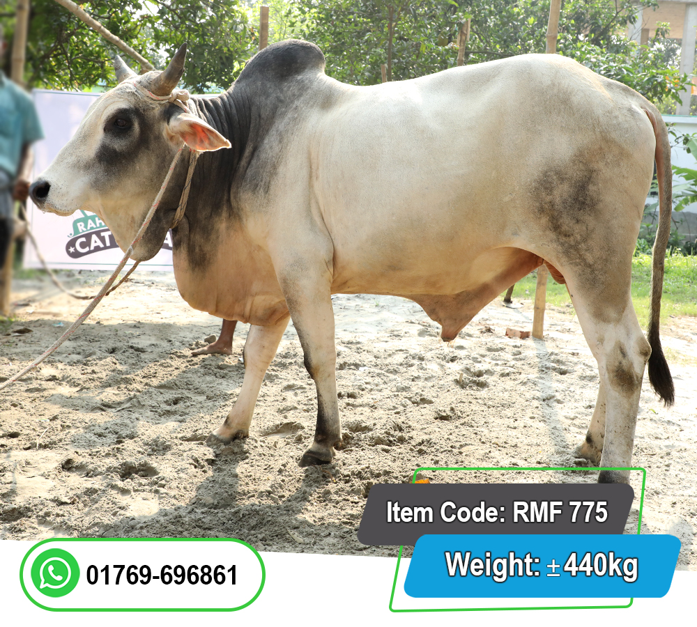 Picture of Local Bull (দেশি ষাঁড়) 440KG