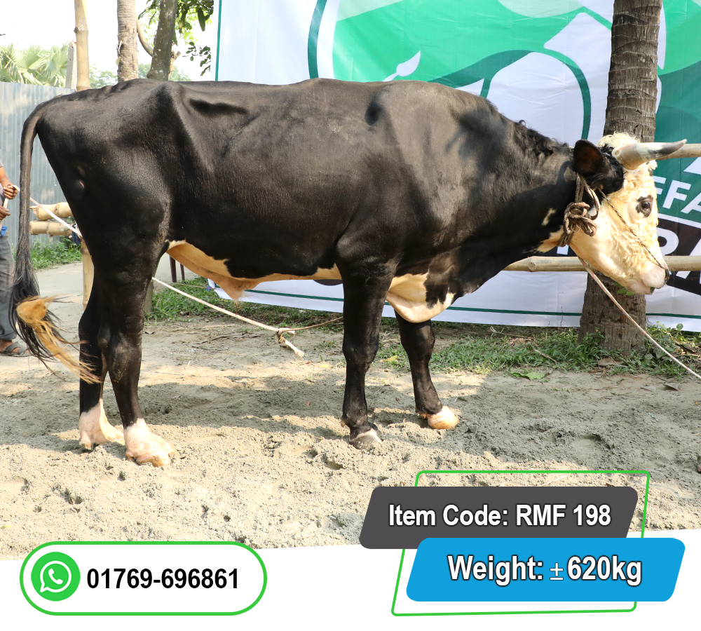 Picture of Friesian Bull (হলিস্টাইন ফ্রিজিয়ান ষাঁড়) 620KG