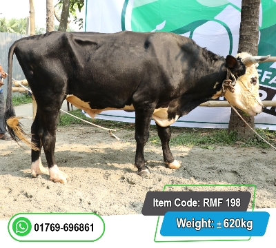 Picture of Friesian Bull (হলিস্টাইন ফ্রিজিয়ান ষাঁড়) 620KG