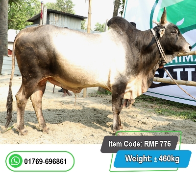 Picture of Local Bull (দেশি ষাঁড়) 460KG