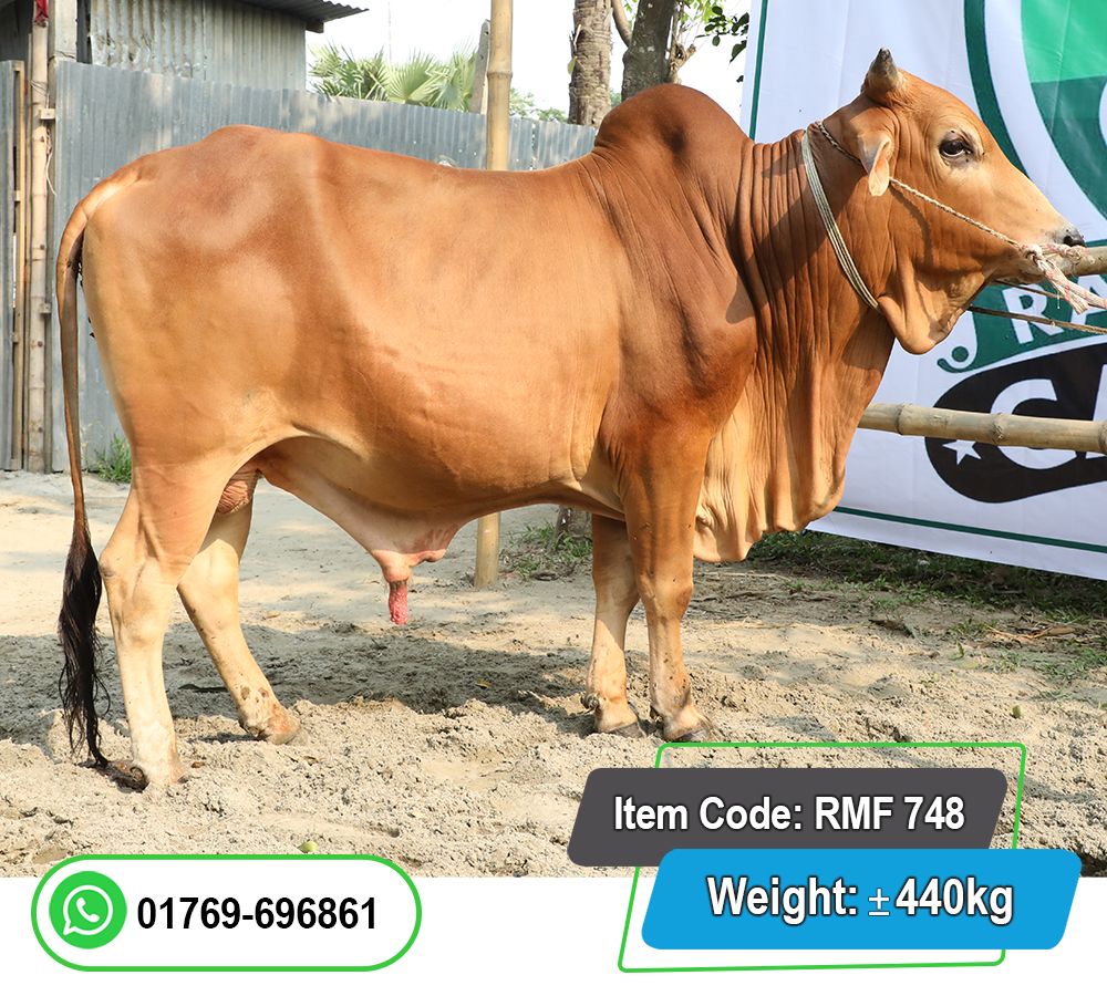 Picture of Local Bull (দেশি ষাঁড়) 440KG