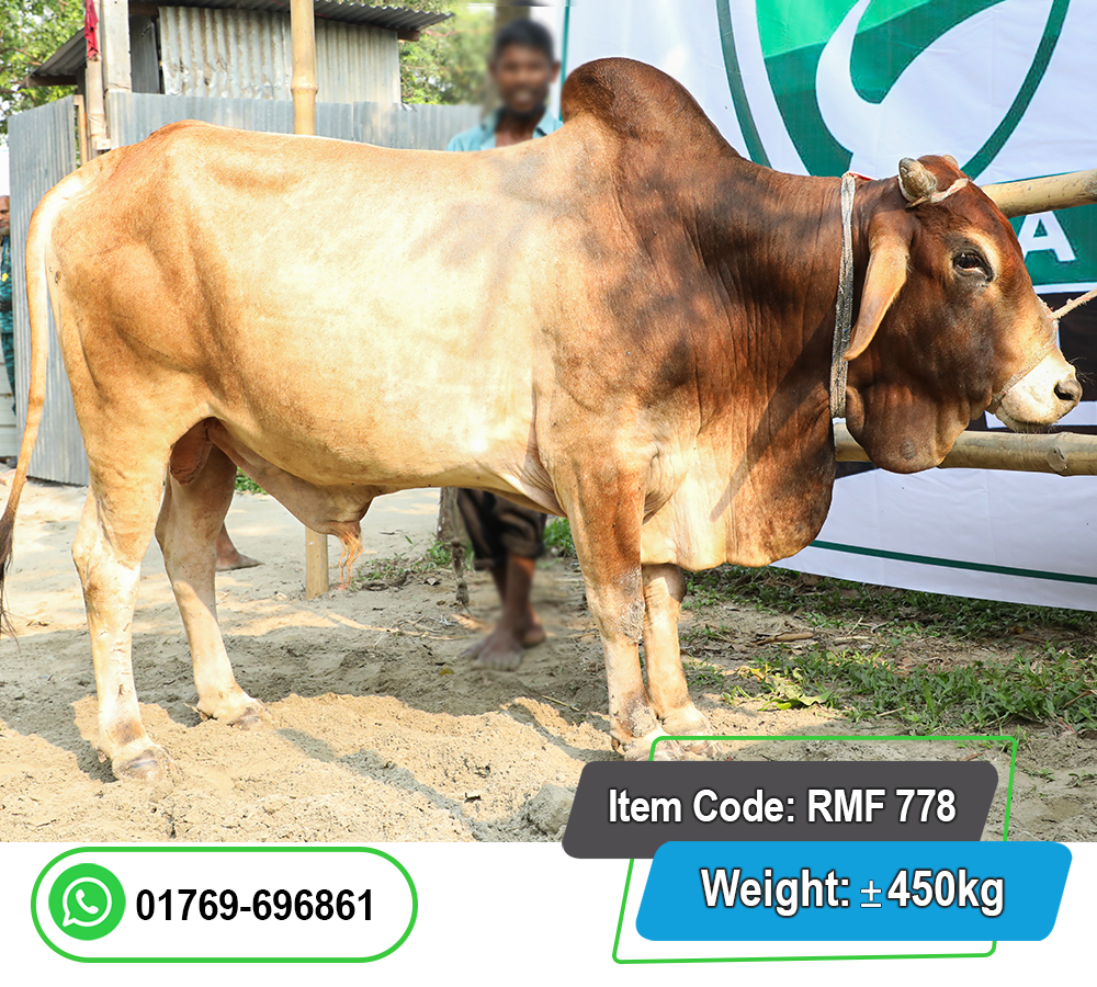 Picture of Local Bull (দেশি ষাঁড়) 450KG