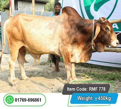 Picture of Local Bull (দেশি ষাঁড়) 450KG