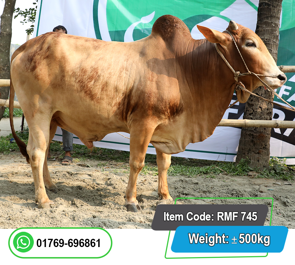 Picture of Local Bull (দেশি ষাঁড়) 500KG