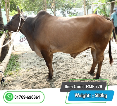 Picture of Local Bull (দেশি ষাঁড়) 500KG