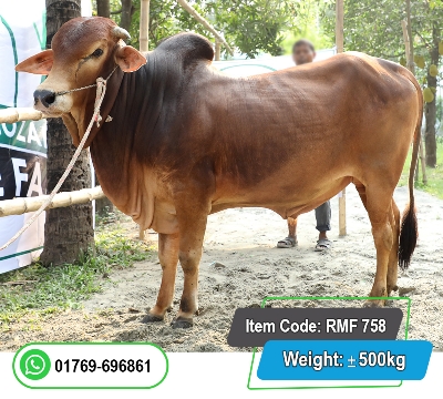 Picture of Local Bull (দেশি ষাঁড়) 500KG
