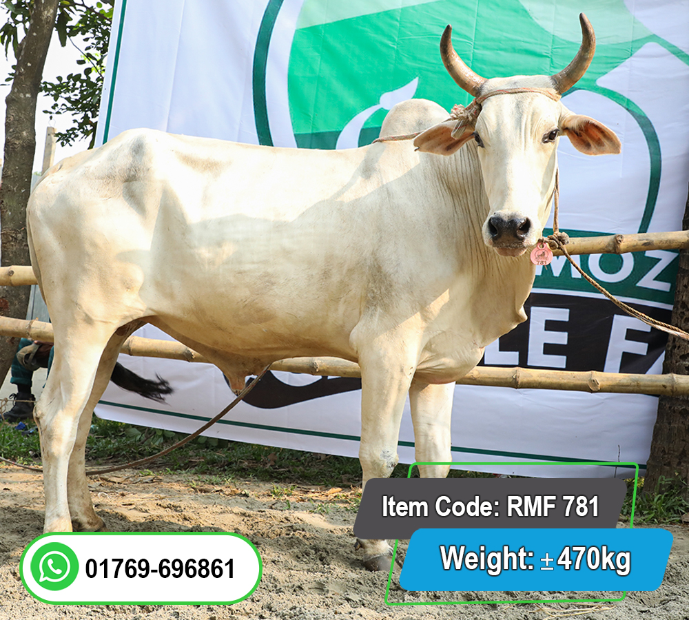 Picture of Indian Bull (ভারতীয় ষাঁড়) 470KG