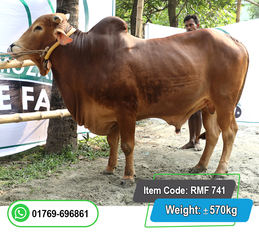 Picture of Local Bull (দেশি ষাঁড়) 570KG