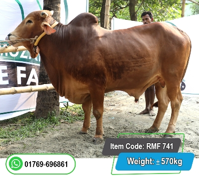 Picture of Local Bull (দেশি ষাঁড়) 570KG